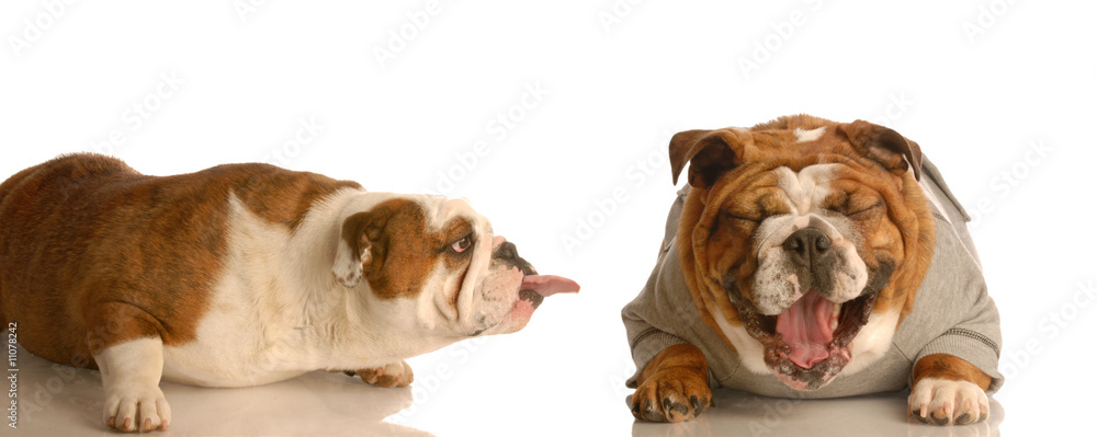 english bulldog sticking tongue at another dog laughing