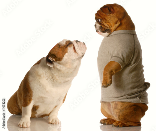 bulldog looking down at another one trying to kiss photo