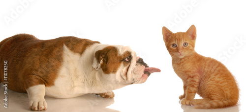 Fototapeta Naklejka Na Ścianę i Meble -  english bulldog sticking her tongue out at a little kitten