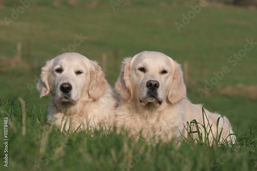 Deux chiens Golden couché dans l'herbe
