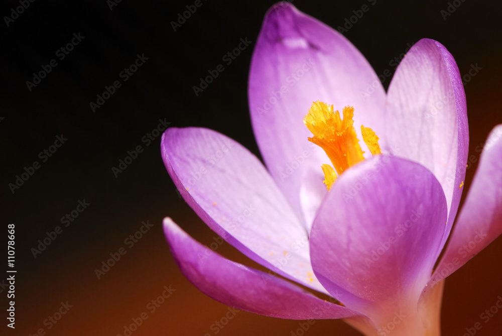 crocus flower crocus flower