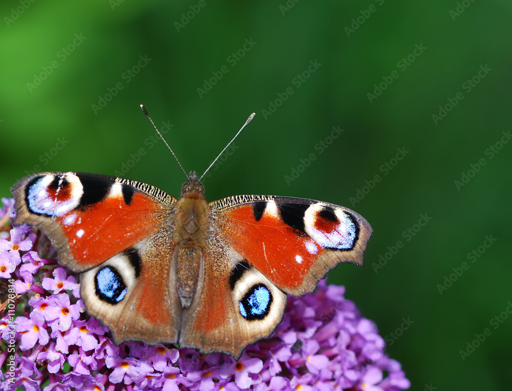 Peacock butterfly Peacock butterfly
