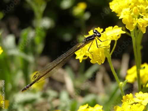 Dragon fly photo