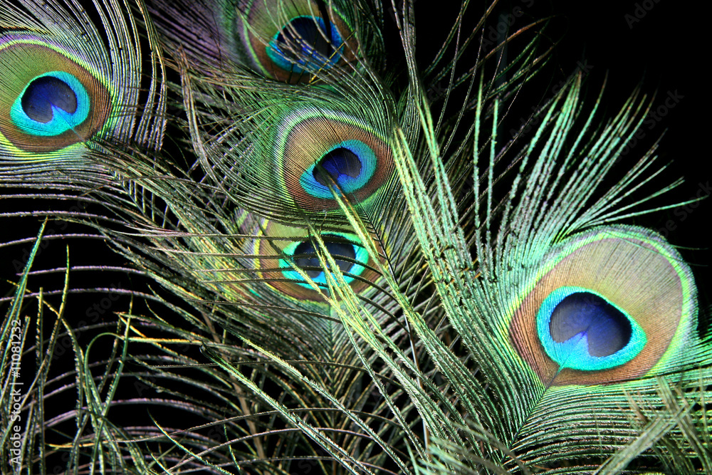 Obraz premium Peacock Feathers
