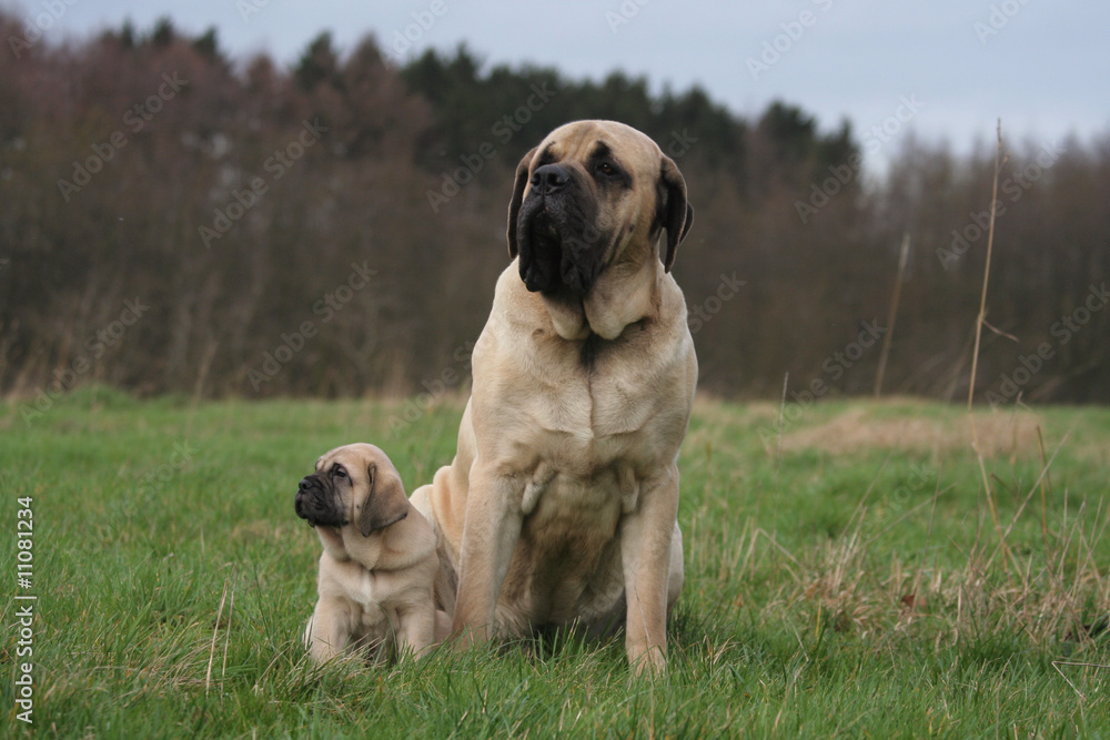 famille mastiff grand et petit mastiff dans les champs famille mastiff grand et petit mastiff dans les champs