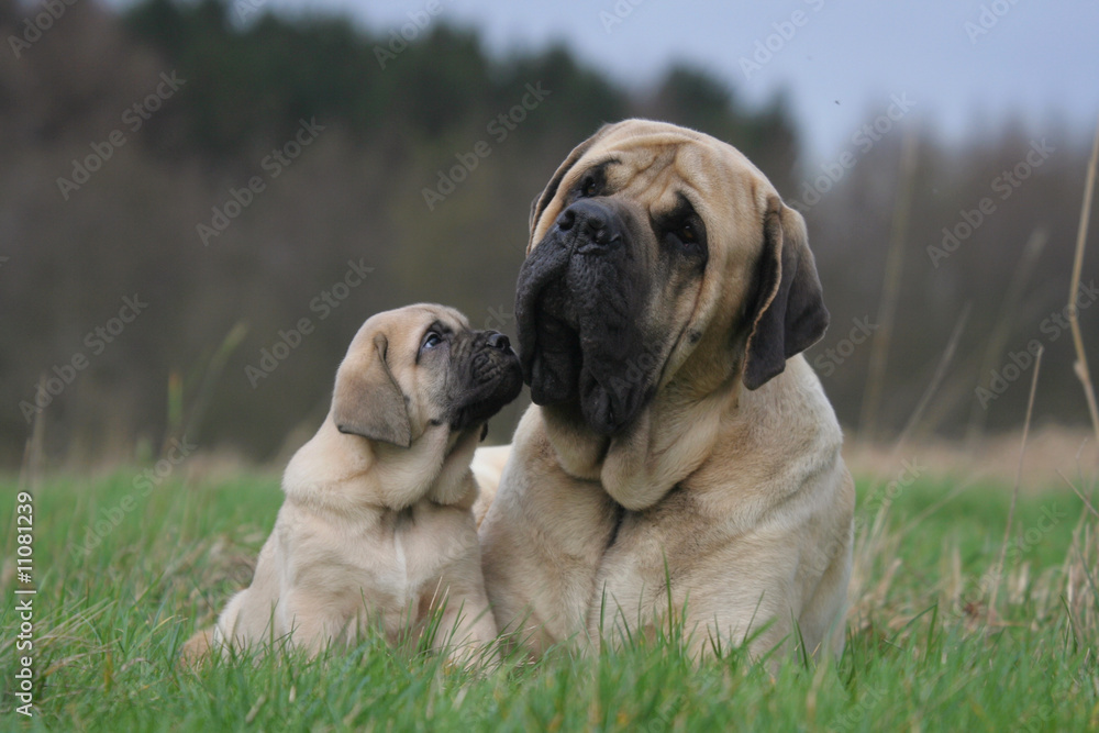 la maman et son chiot mastiff allongés dans l'herbe