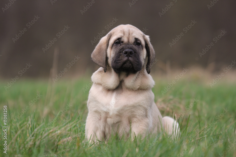 chiot mastiff à la campagne