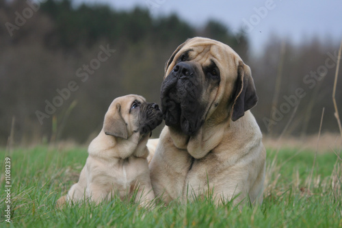la maman et son chiot mastiff allongés dans l'herbe