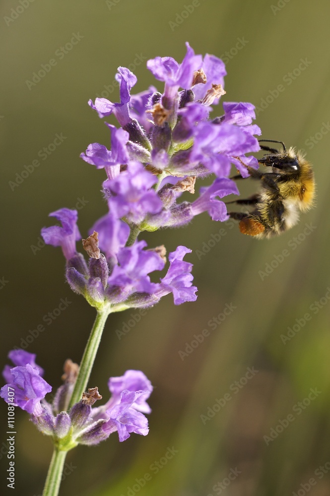 Lavendel mit Ackerhummel Lavendel mit Ackerhummel