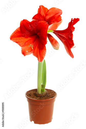Hippeastrum intiflorum in pot