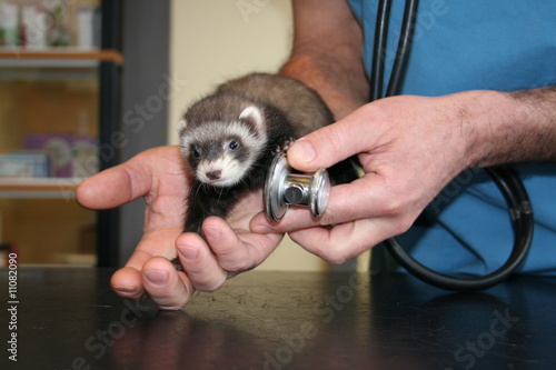 Obraz na płótnie l'auscultation du furet au stetoscope w salonie