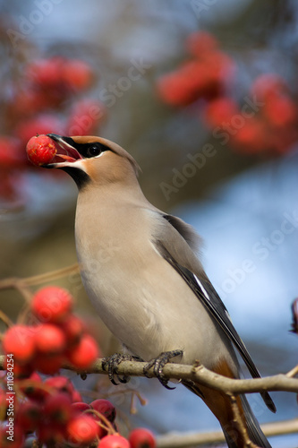 Bombycilla garrulus, Waxwing