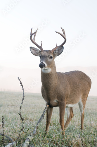 Whitetail buck in a meadow