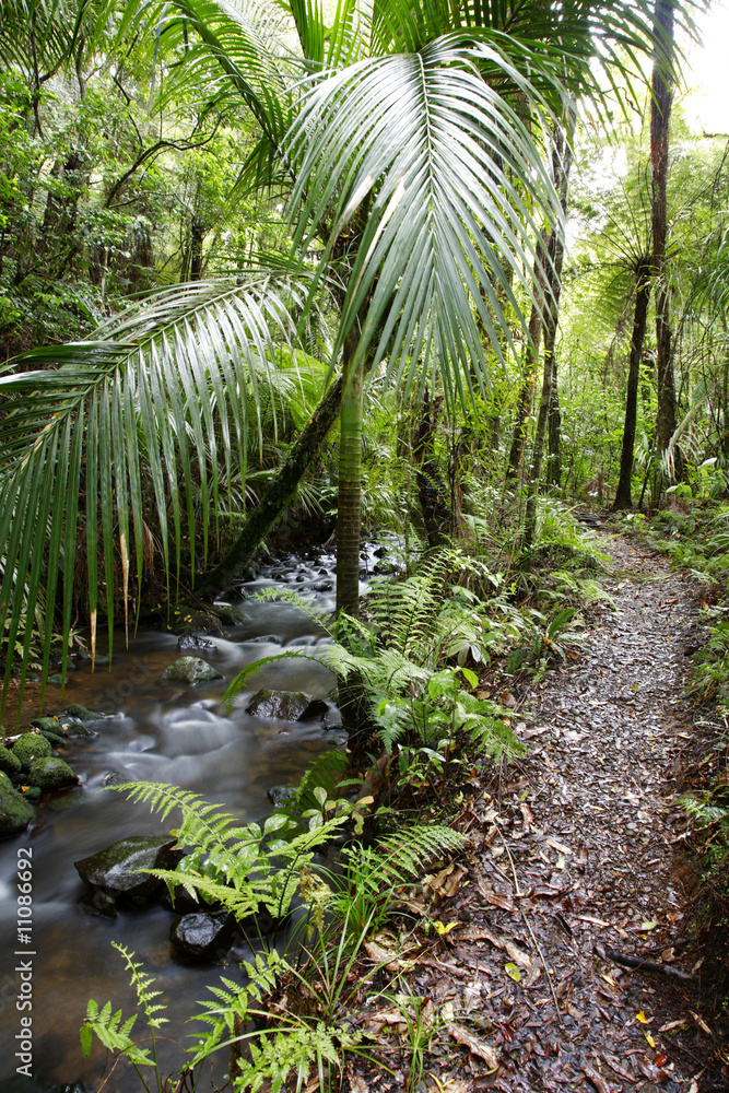 Obraz premium Tropical forest