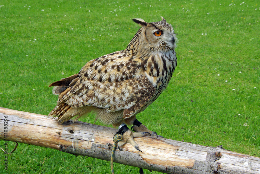 Fototapeta premium Uhu am Schwebebalken