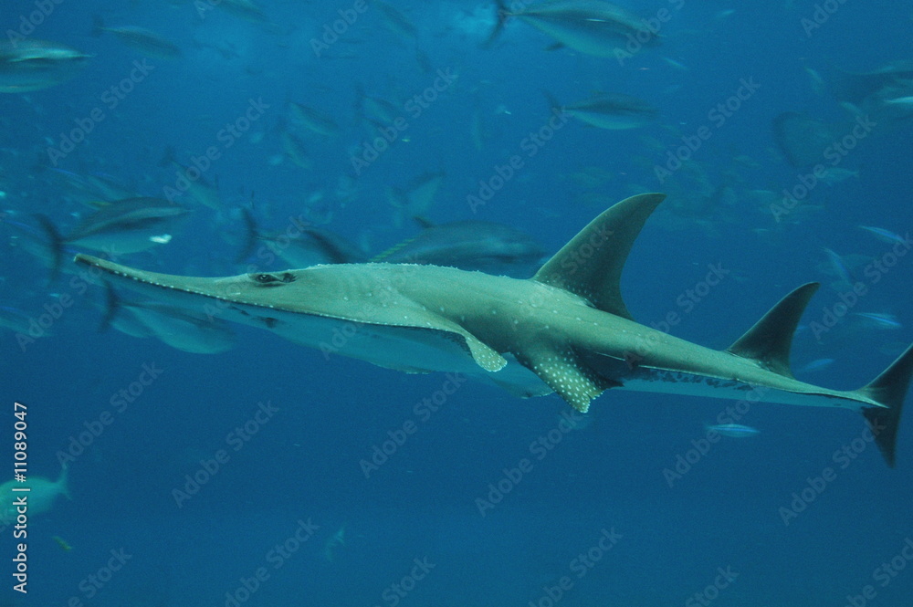 Fototapeta premium Guitarray shark