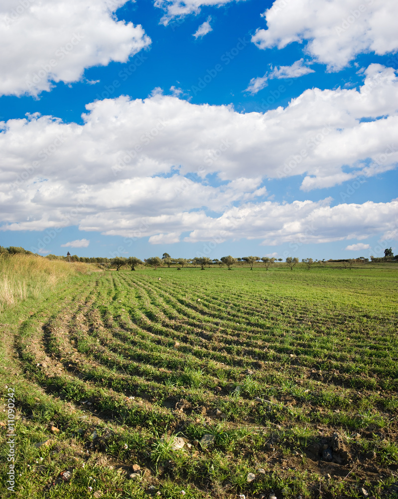 plowed field with young plants, blue sky and white clouds