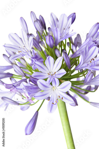 Agapanthus - African Lily    closeup