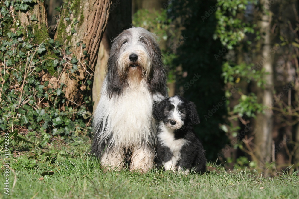le grand et le petit bearded collie dans les bois