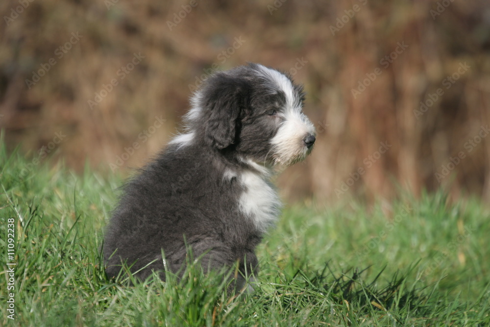 chiot bearded collie assis qui attend que ça se passe chiot bearded collie assis qui attend que ça se passe