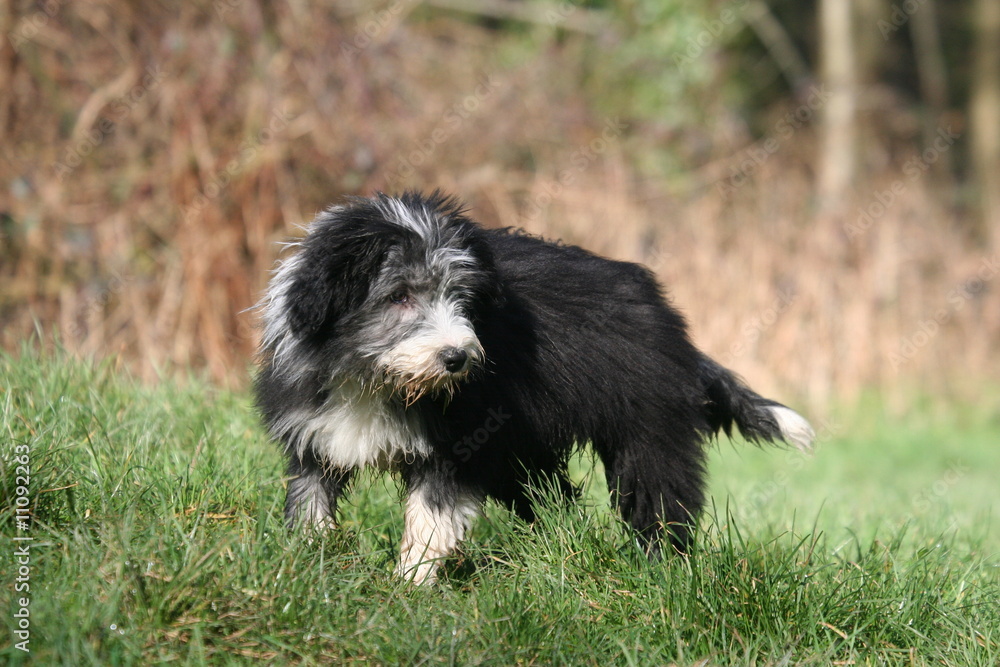 bearded collie qui regarde fixement sa proie au sol bearded collie qui regarde fixement sa proie au sol