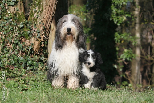 Obraz na płótnie le grand et le petit bearded collie dans les bois w salonie