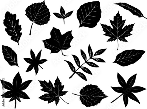 Leaves
