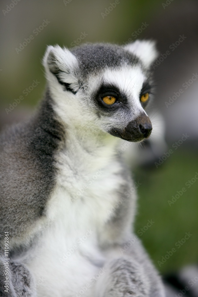 Madagascar Ring Tailed Lemur