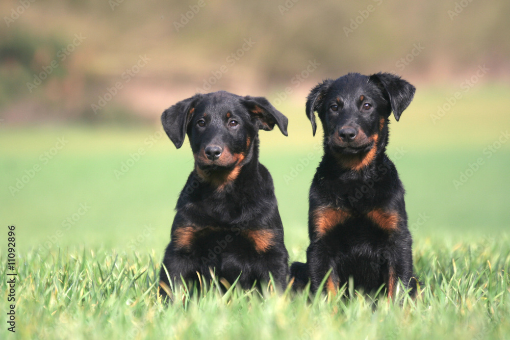 la position assise de deux chiots beaucerons dans les champs la position assise de deux chiots beaucerons dans les champs