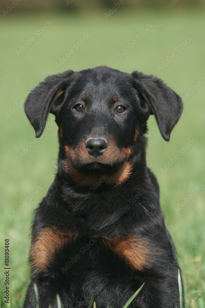 portrait d'un jeune beauceron à la campagne