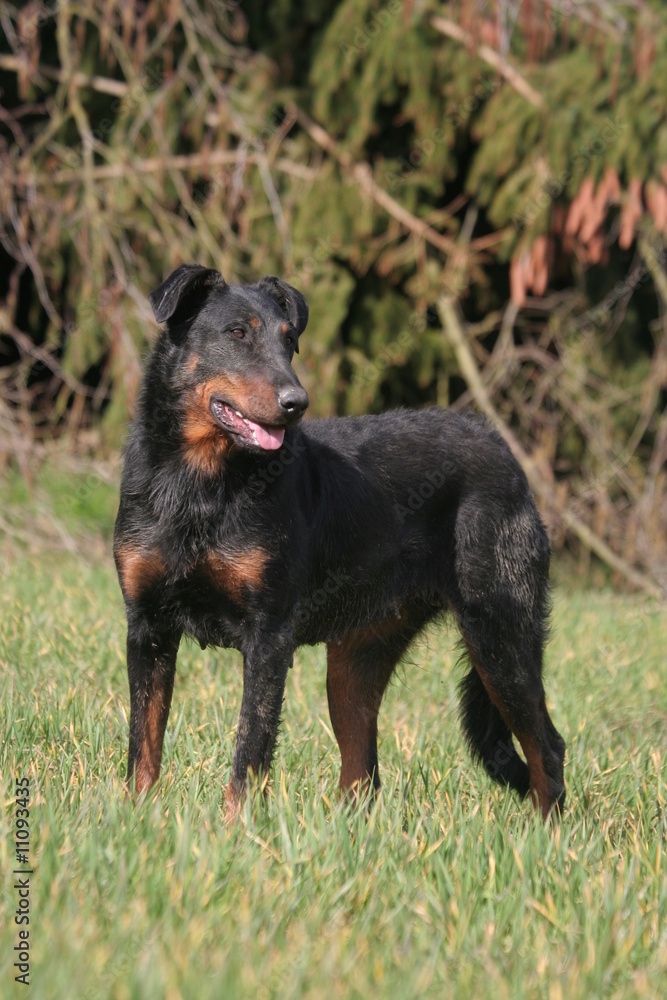 un beauceron surpris par un bruit dans le jardin un beauceron surpris par un bruit dans le jardin
