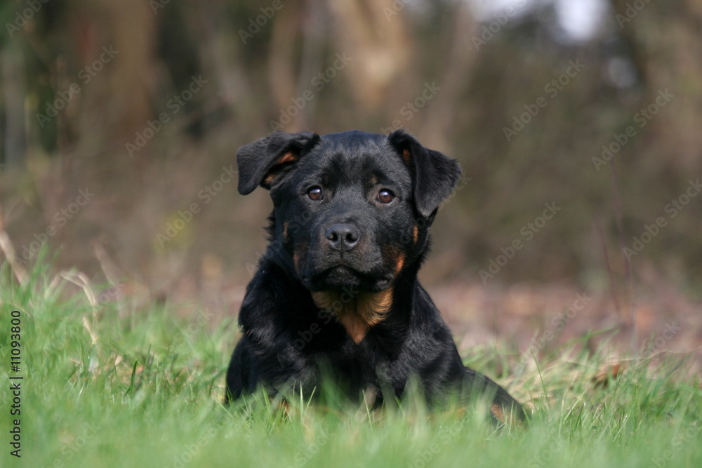 Très sérieux petit Rottweiler