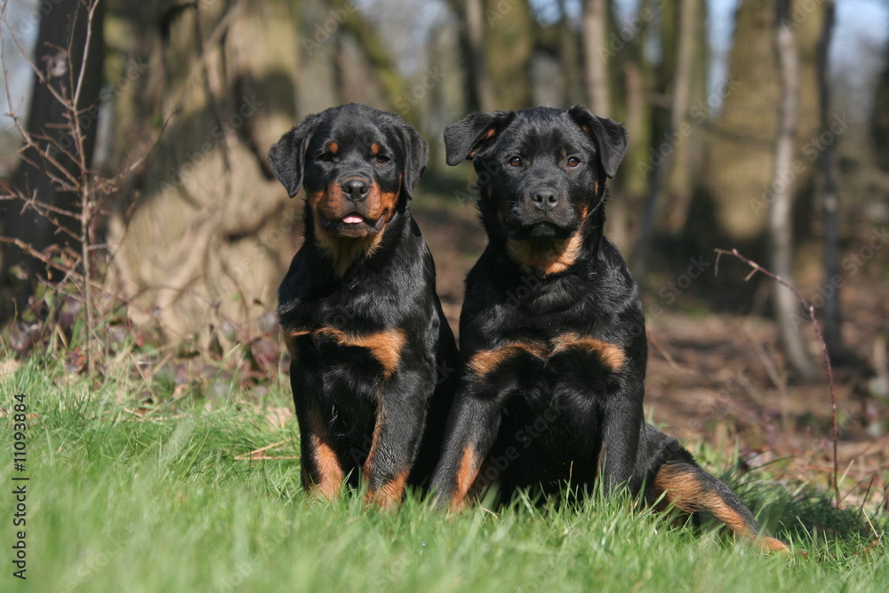 Deux Rottweiler sagements assis en lisière de forêt