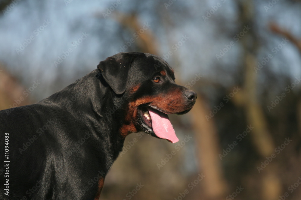 Rottweiler en portrait de profil Rottweiler en portrait de profil
