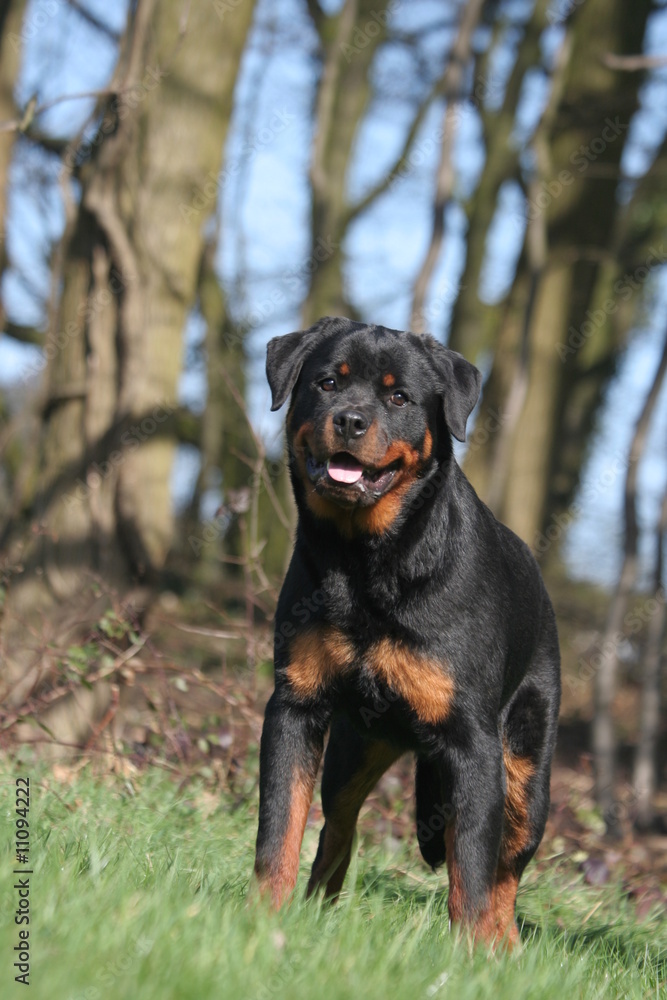 Rottweiler penché