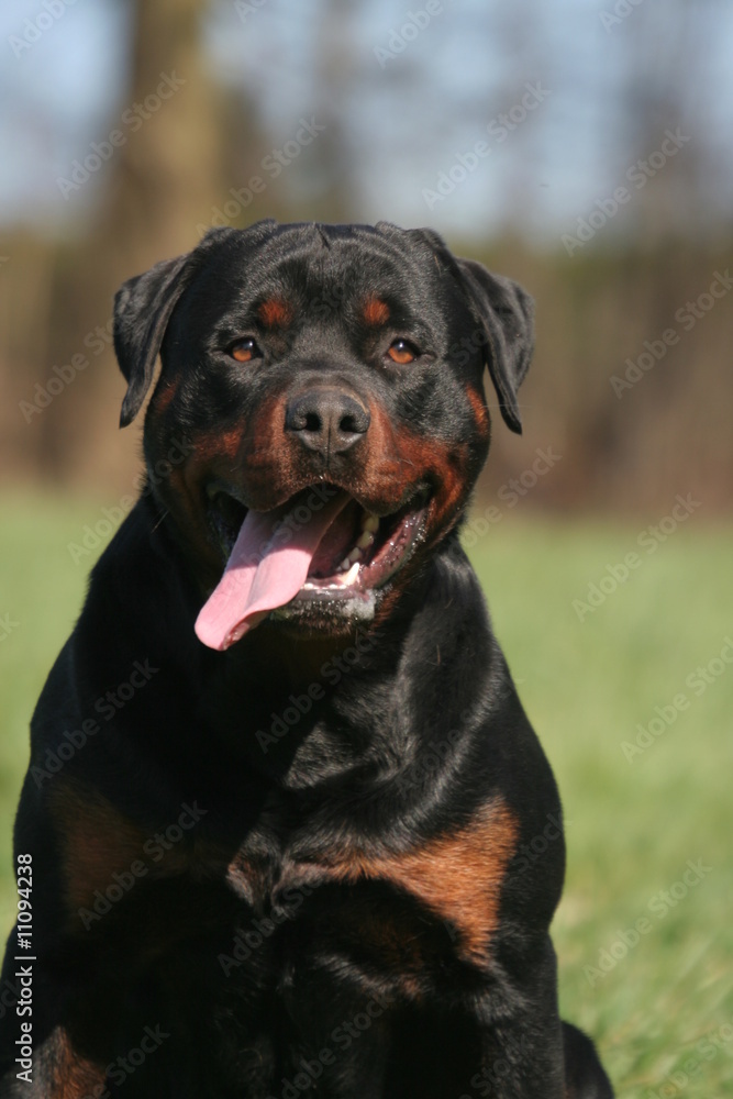 Fototapeta premium Grimace de rottweiler