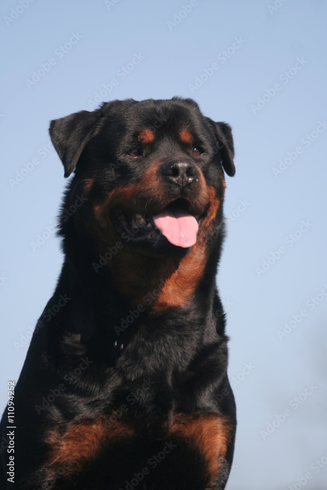 Rottweiler en portrait sur ciel bleu Rottweiler en portrait sur ciel bleu