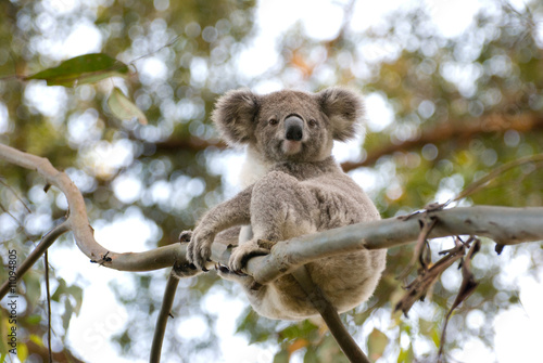 Fototapeta Naklejka Na Ścianę i Meble -  Little Koala