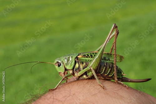 Wallpaper Mural Heuschrecke Torontodigital.ca