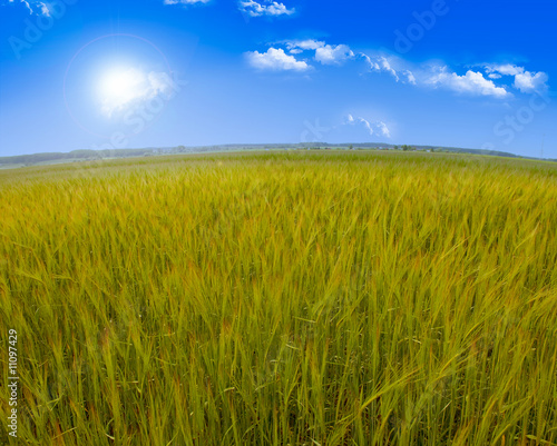 grass  the blue sky and white clouds