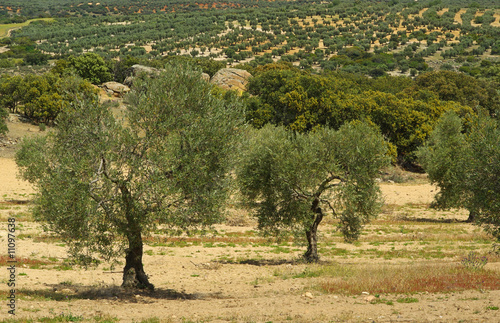 Olivenhain - olive grove 07