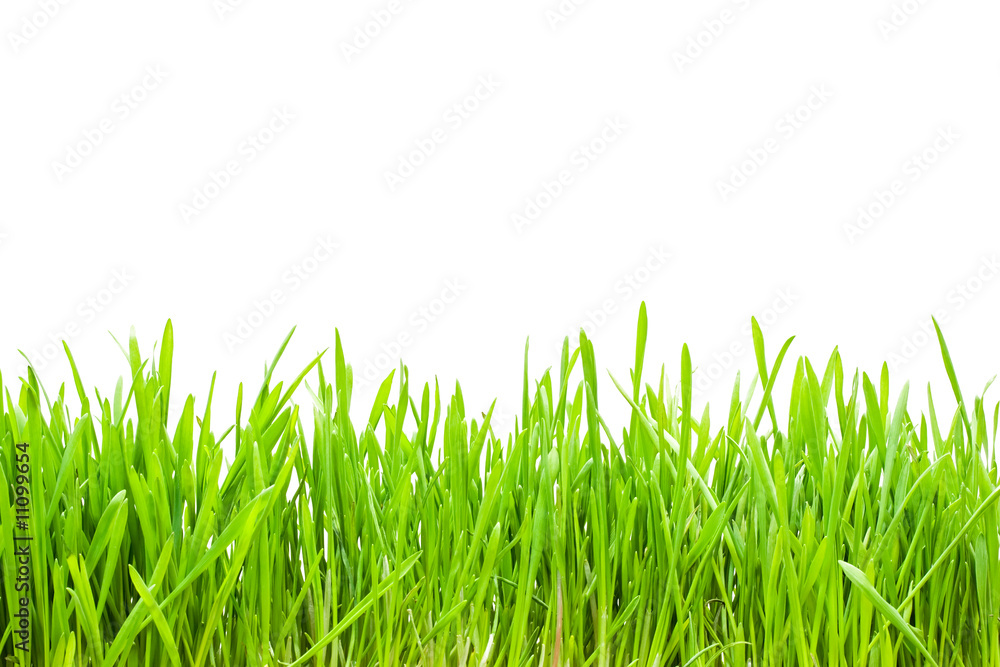 Fototapeta premium green grass