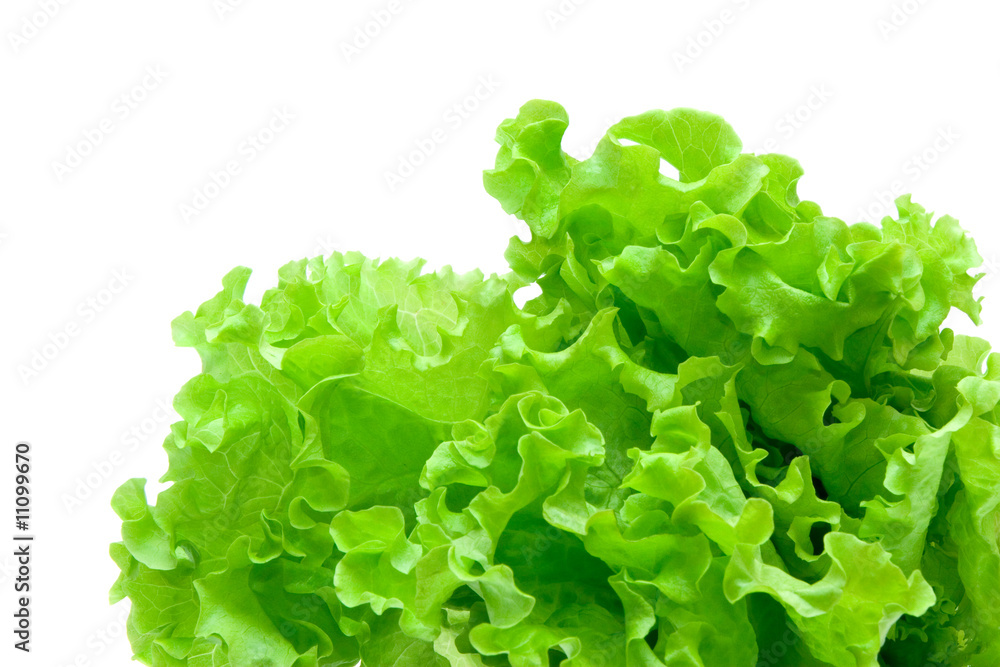 lettuce lettuce