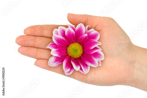 Flower in woman hand