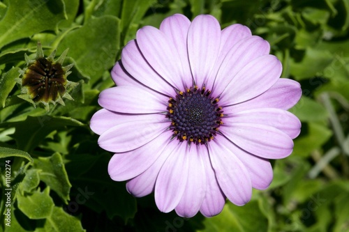Purple pink daisy flower  green leaves  outdoors