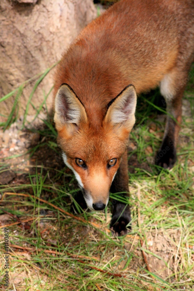 Red Fox Stare
