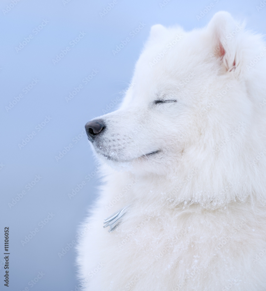 samoyed dog - Juvenile Champion of Russia samoyed dog - Juvenile Champion of Russia