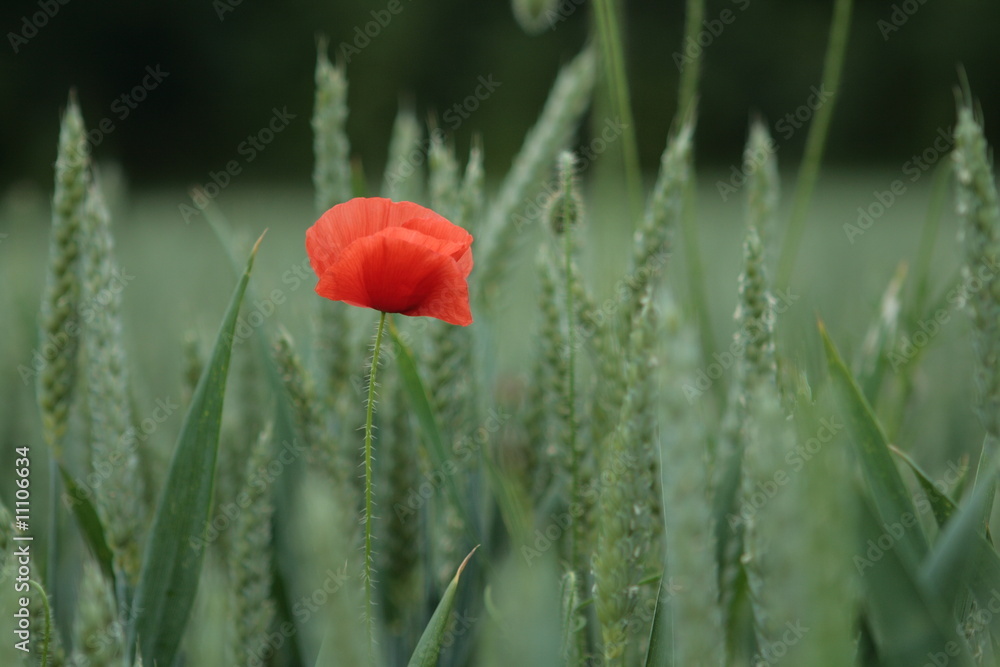 Naklejka premium Coquelicot solo