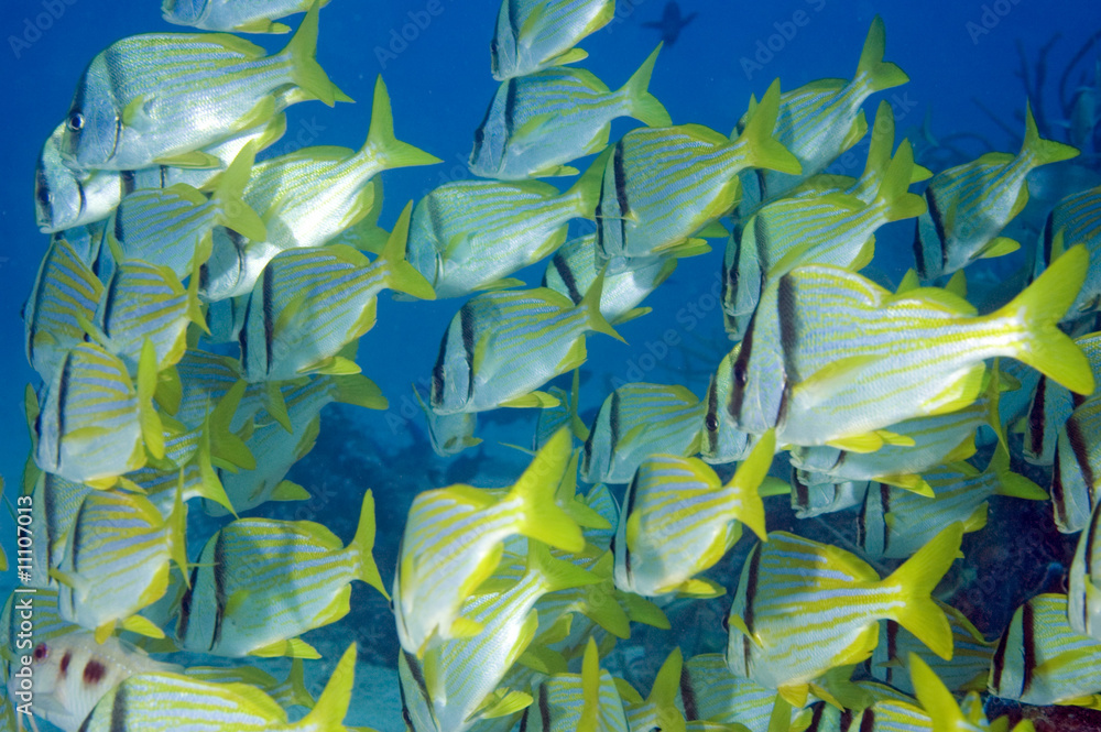 Schooling Porkfish Schooling Porkfish