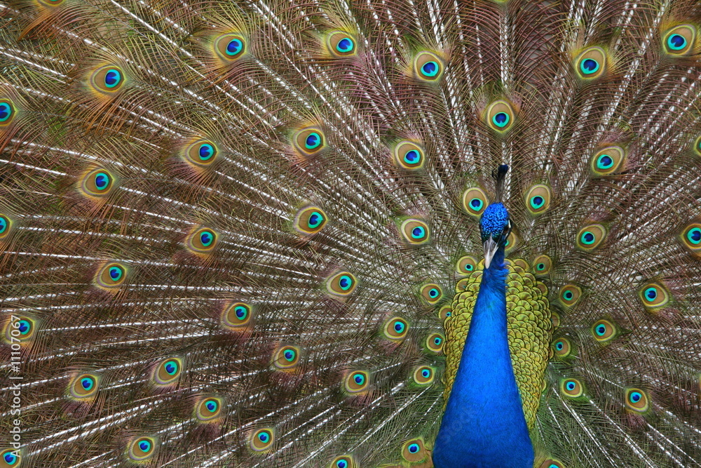 Obraz premium peacock